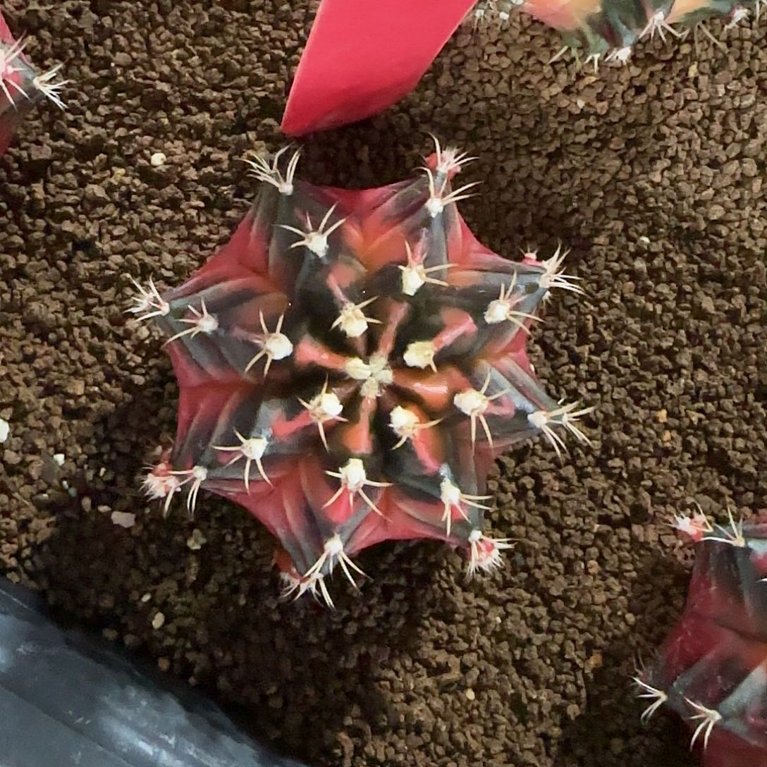 L733-1219泰国发货 生来如此