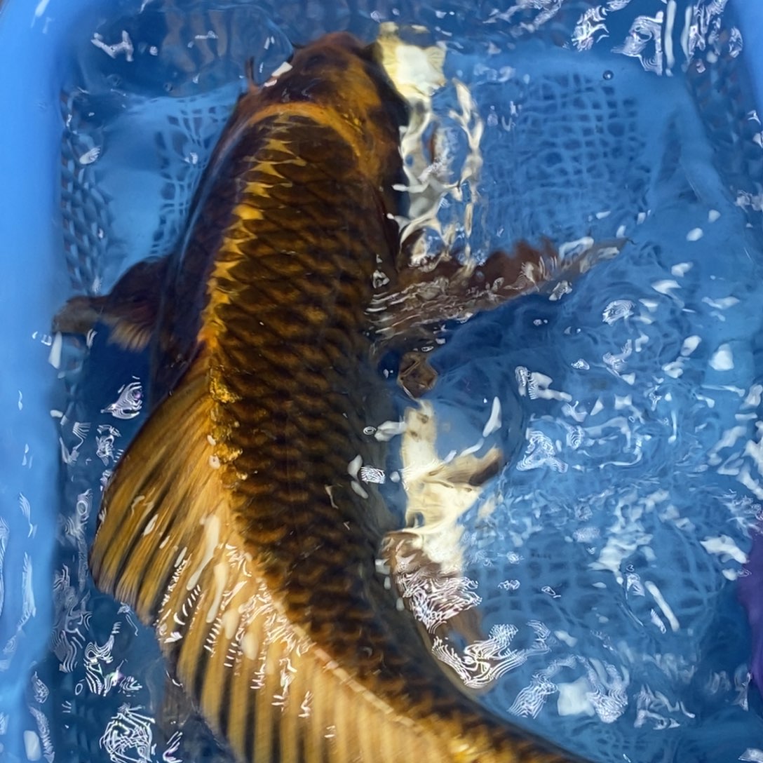 锦鲤冷水锦鲤包邮