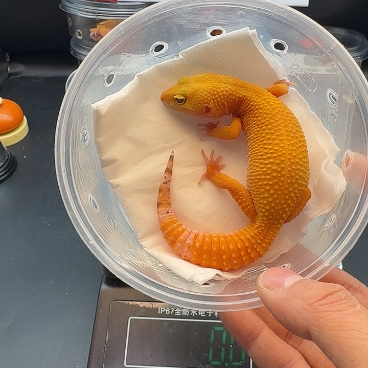 豹纹守宫满尾阳光妹妹