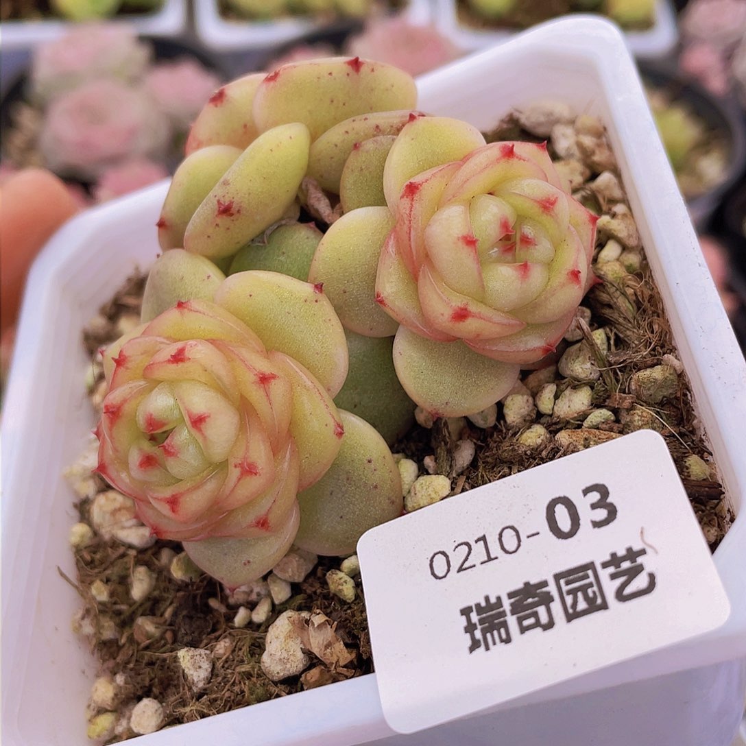 00000000000003量拍