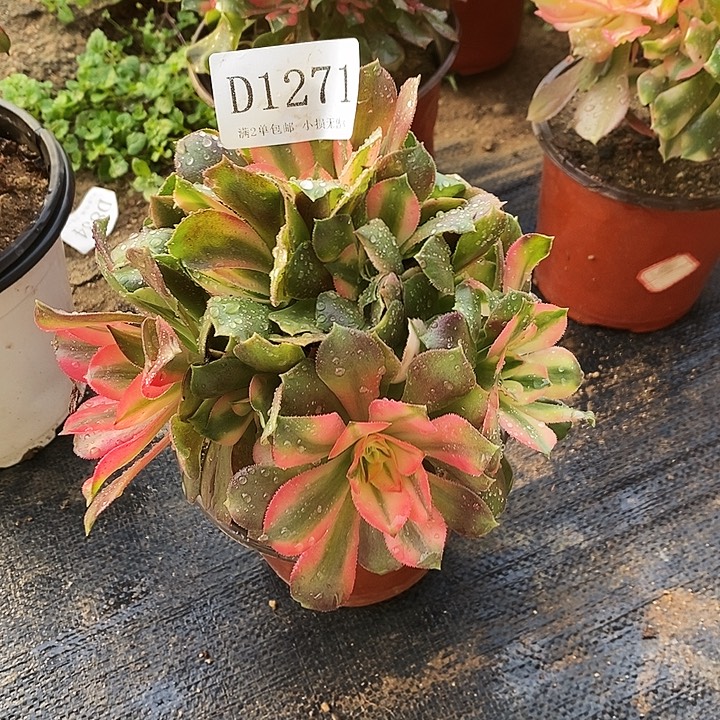 1271香妃多肉母本无售后