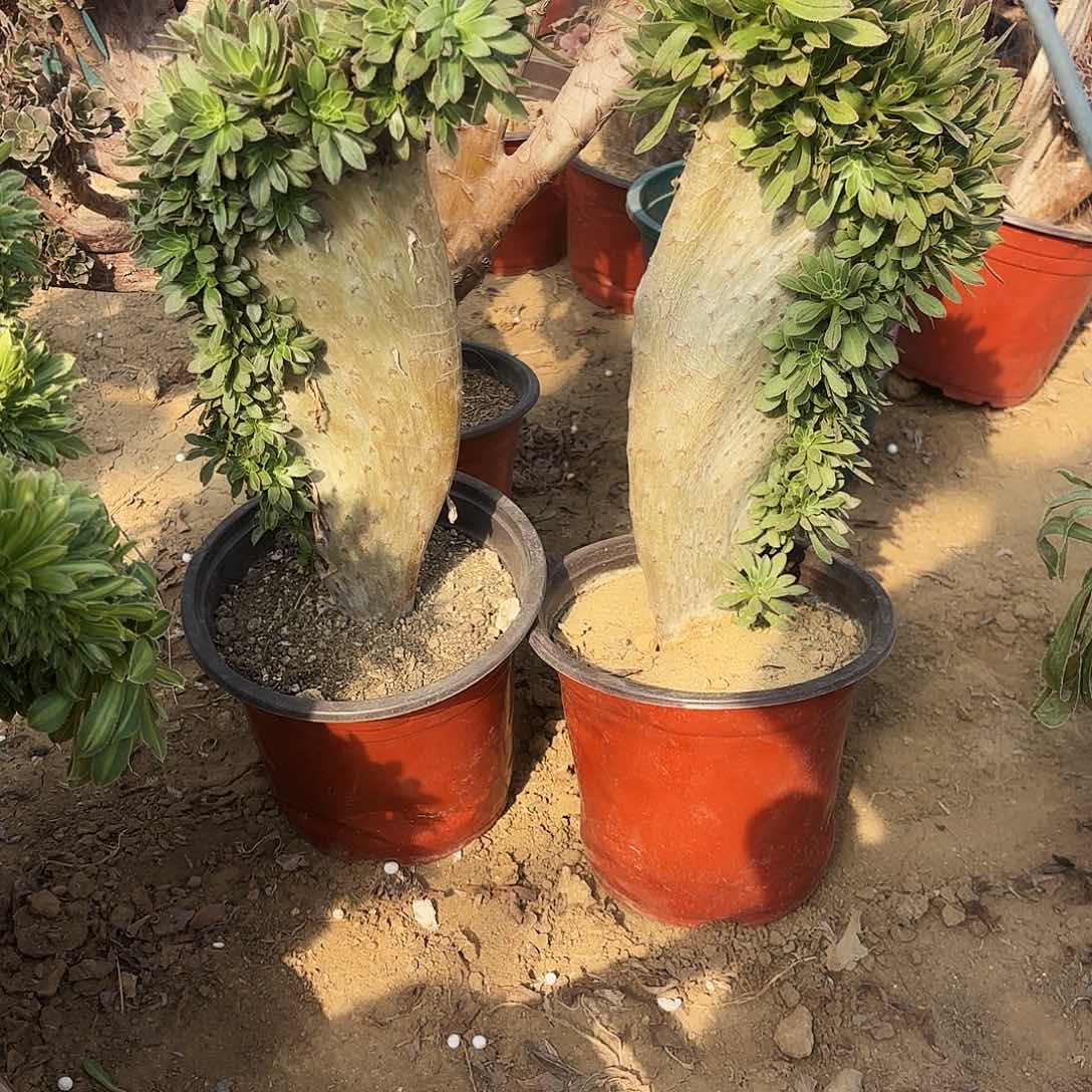 966两颗原始绿朵朵多肉植物