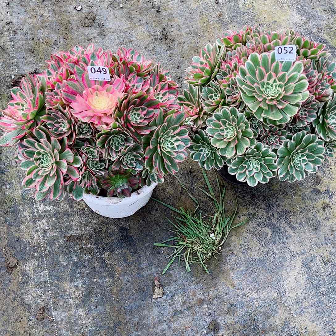 无花朵云多肉植物组合孔雀翎049