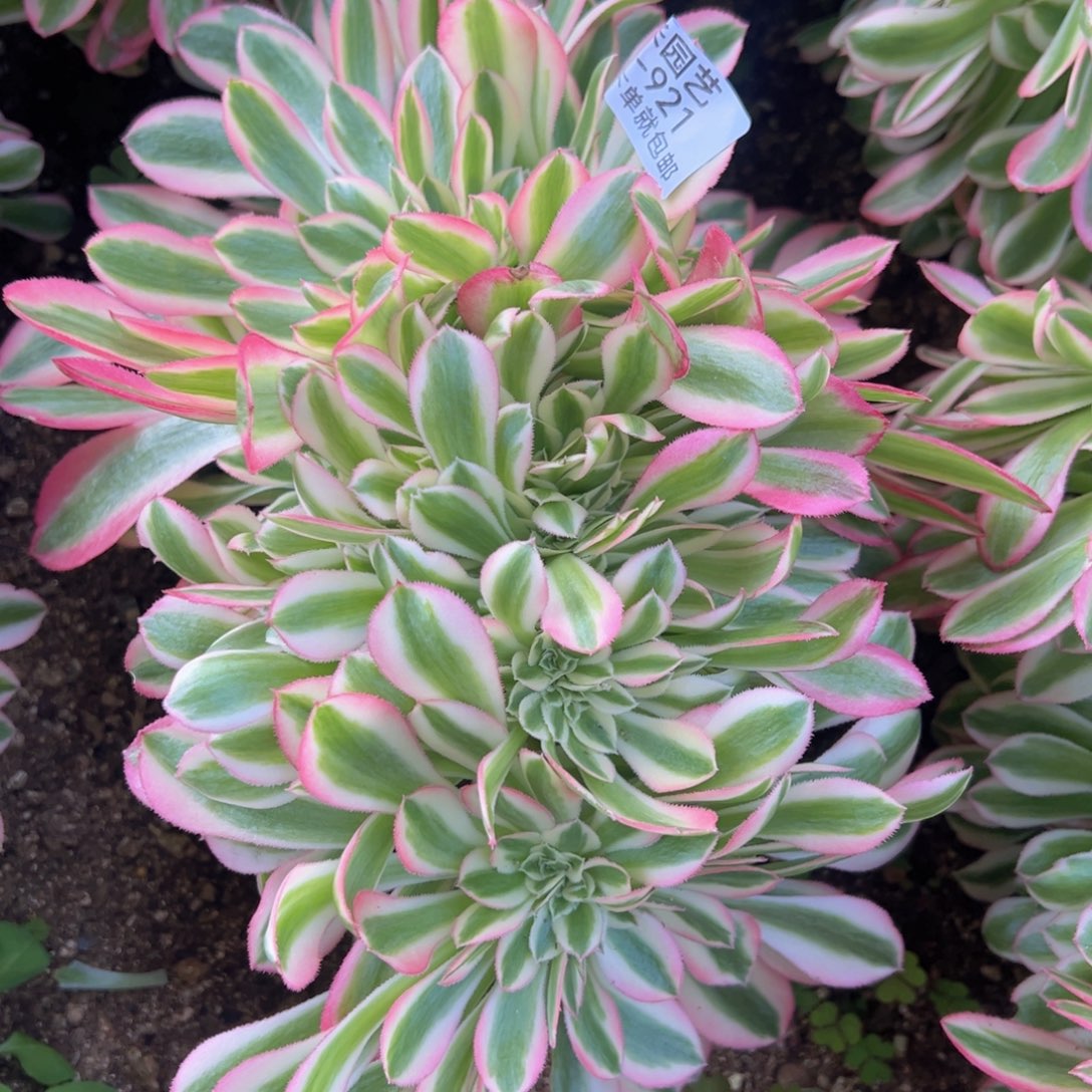 粉女巫缀多肉植物921