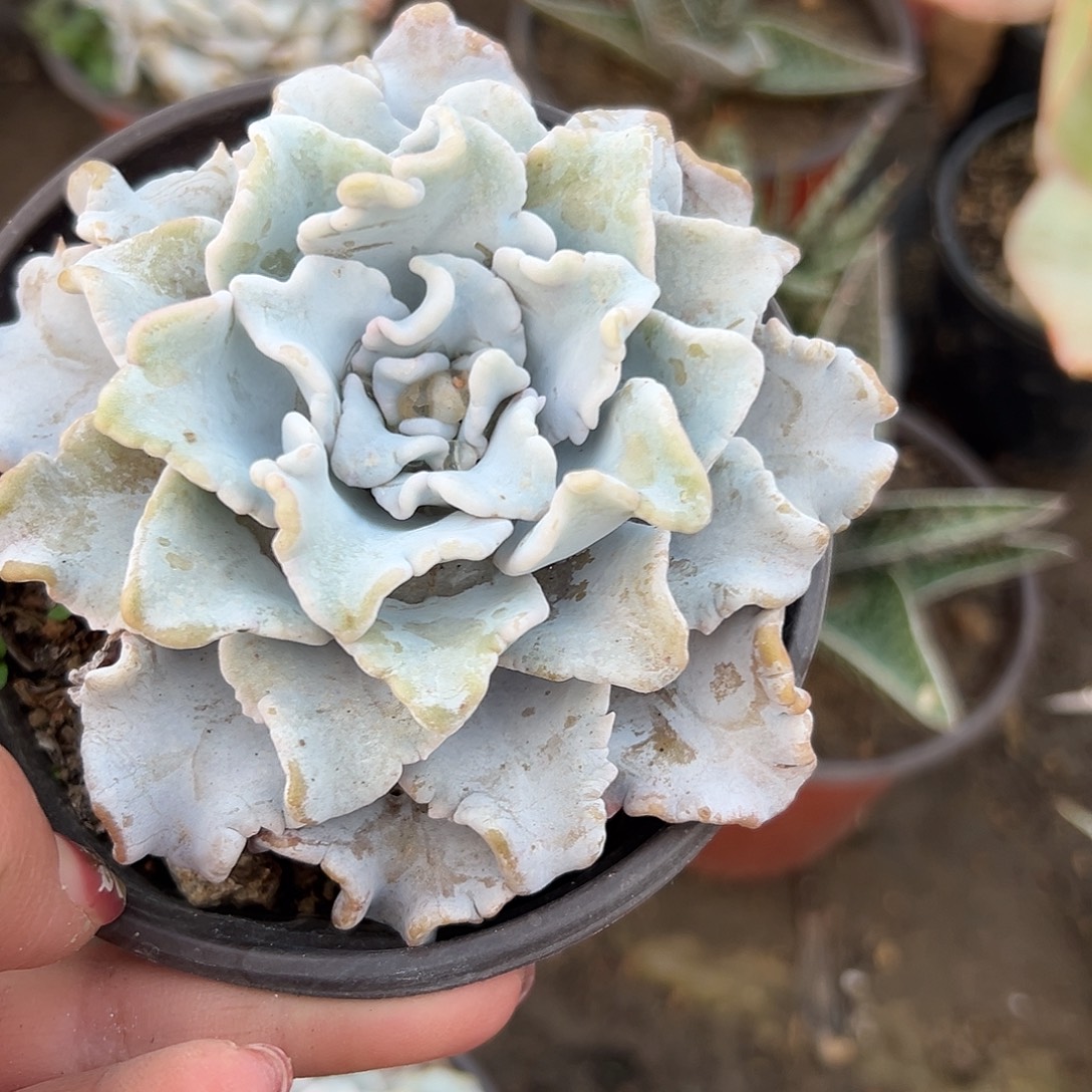 多肉植物芭蕾舞者