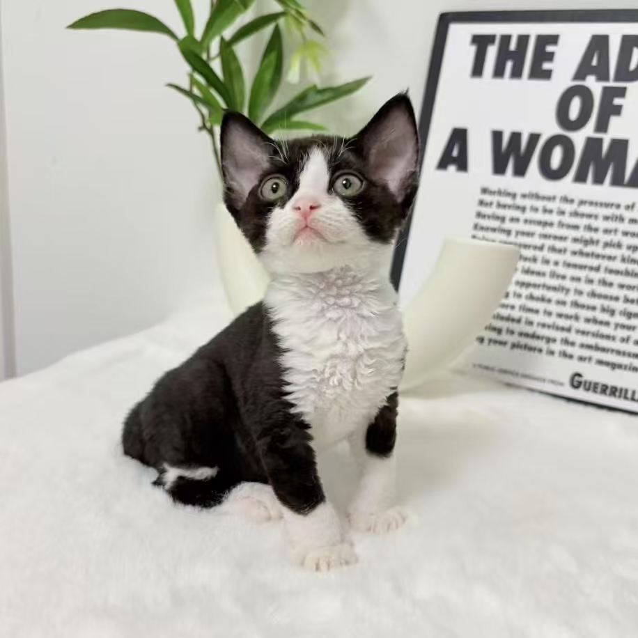 【冯姐家的德文猫舍】精品德文卷毛猫猫咪