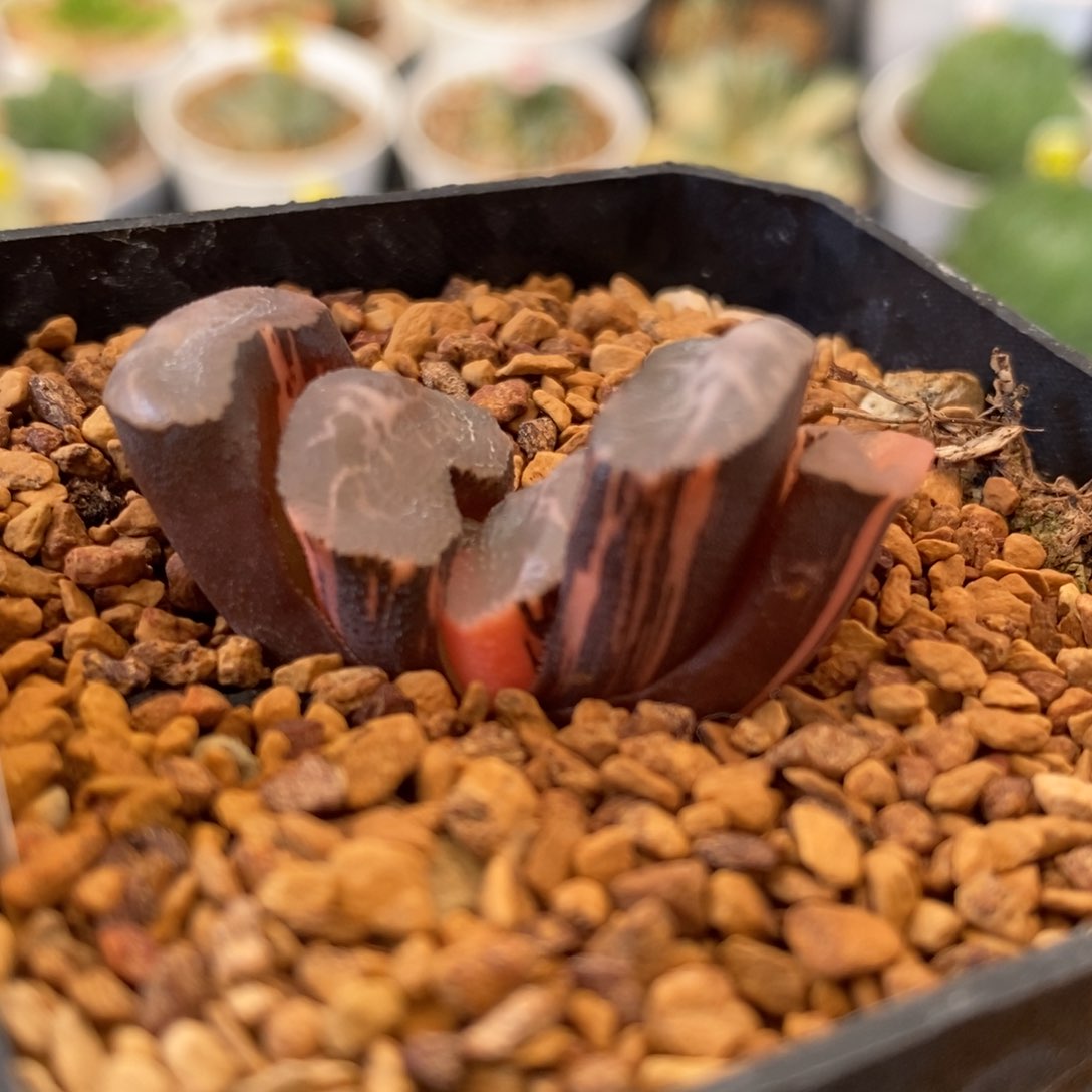 684号碧峰玉扇锦多肉