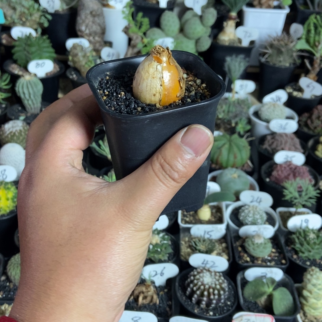 紫***情蕾丝灯台百合一个