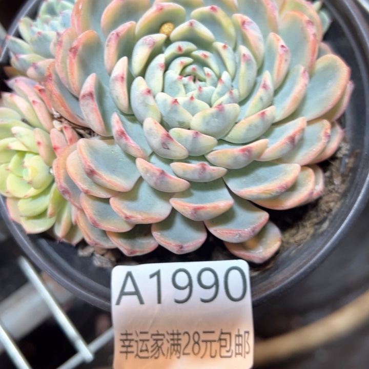 幸运的是你的朋友们都