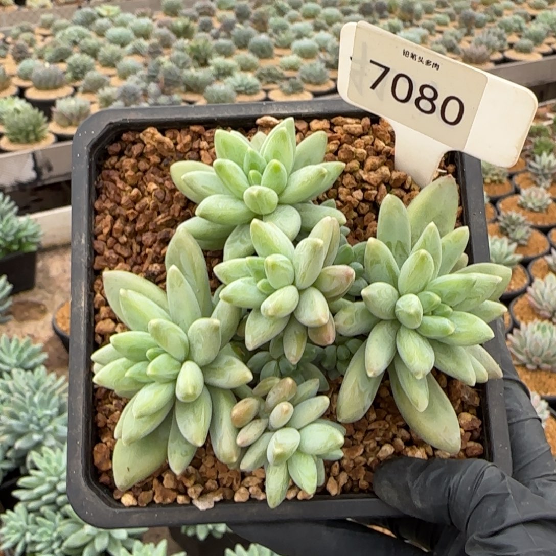 7080。    阿蒂斯托多肉