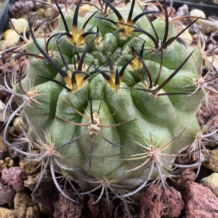 暗黑玉实生仙人球 