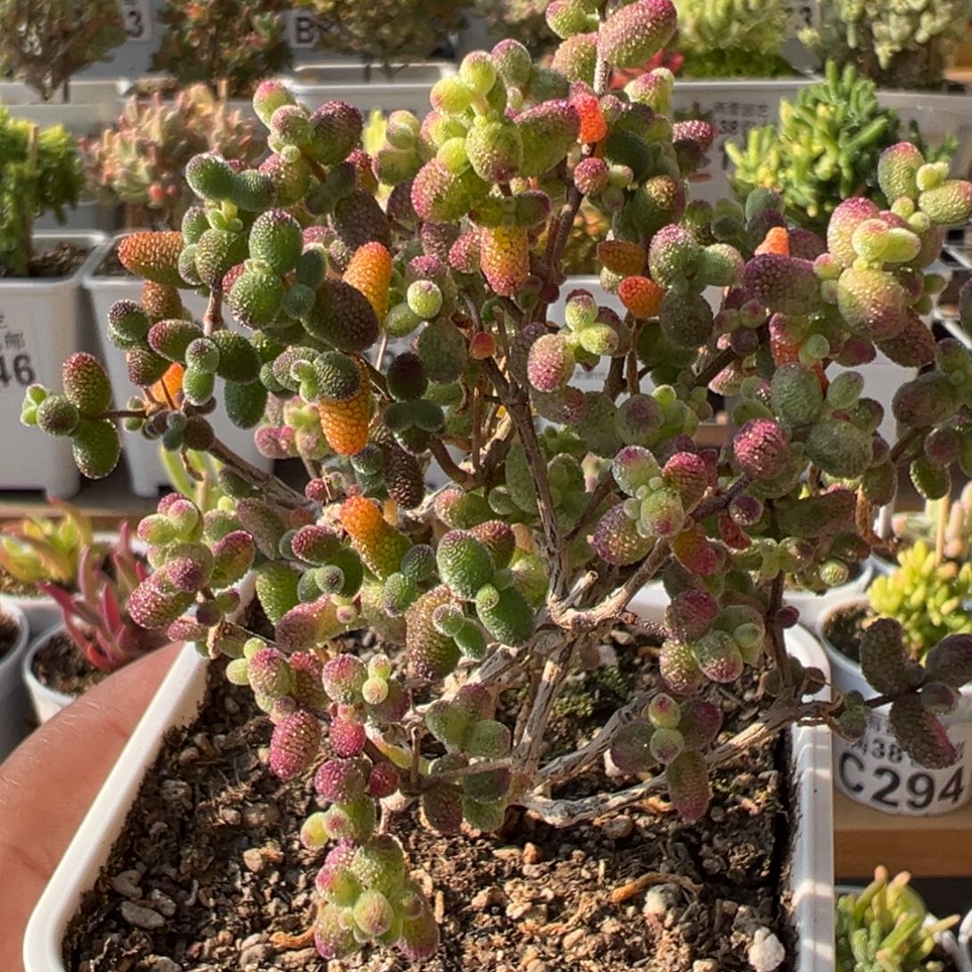 21-018枝干番杏糖球白糊斑锦阴阳老桩2年