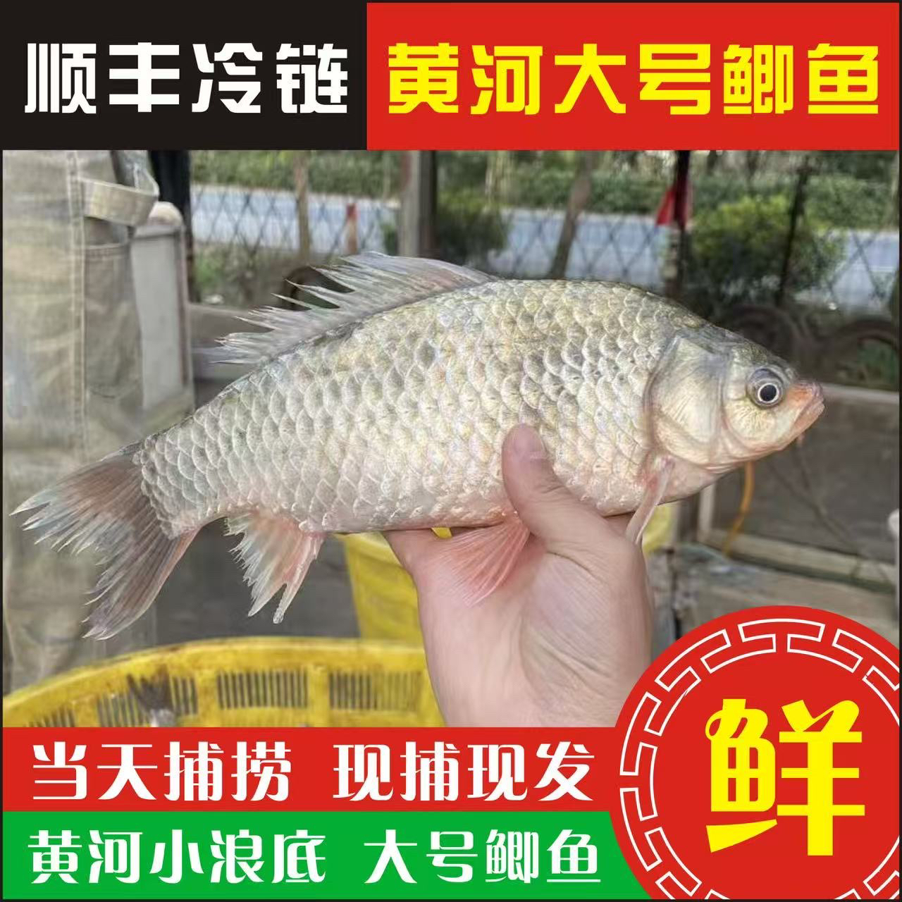 黄河小浪底大号鲫鱼活水现捕现发肉质细腻无腥味煲汤奶白生鲜滋补