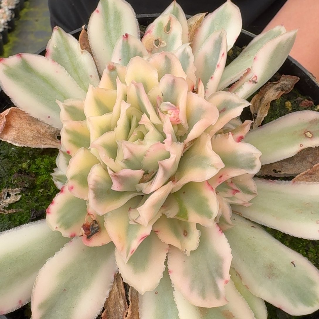 多肉杂交一物一拍29-94