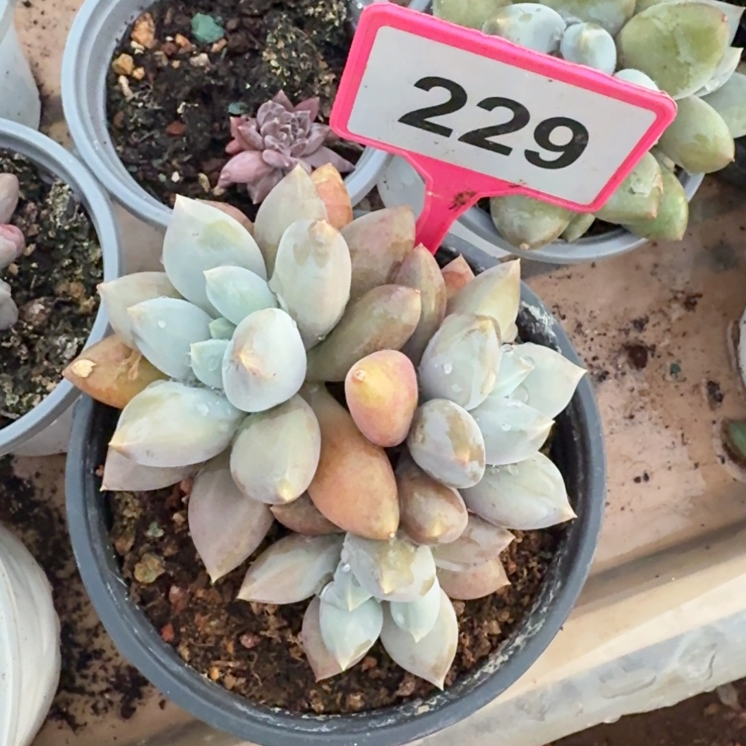 茶***香哥特一物一拍229.