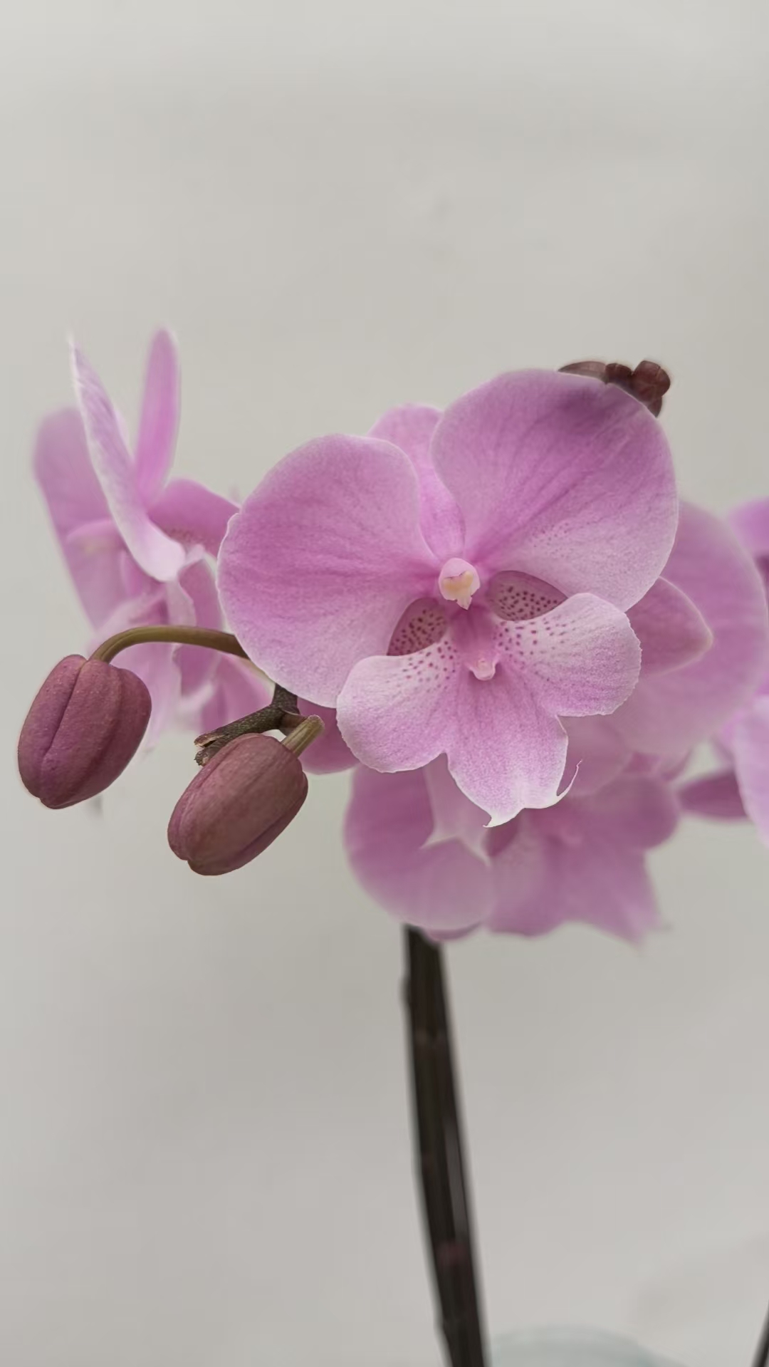 【禹城王子单双剑混梦语花卉 蝴蝶兰 叶片瑕疵不售后