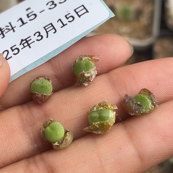 15-33比卡丘苗一颗量拍肉锥
