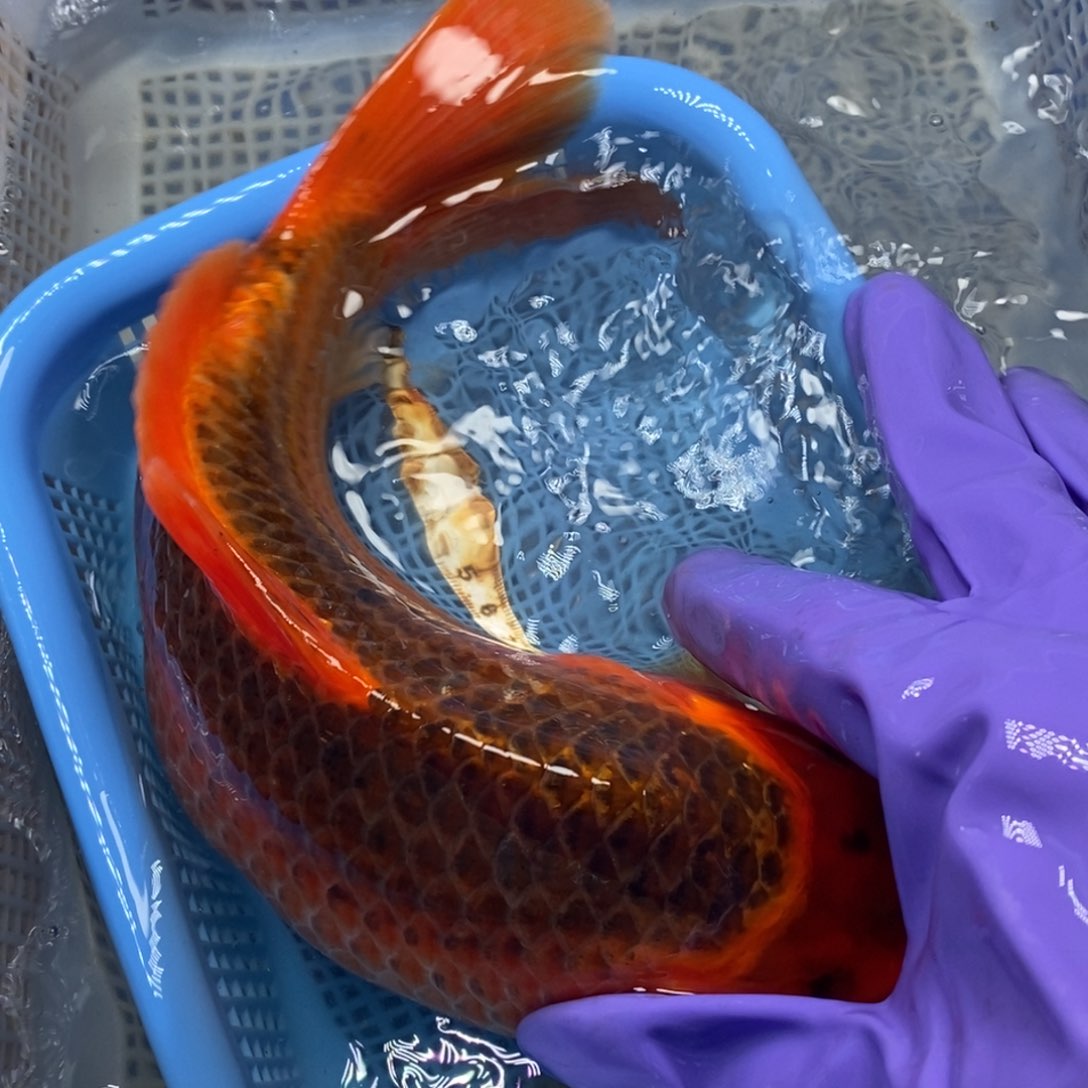 锦鲤冷水锦鲤包邮