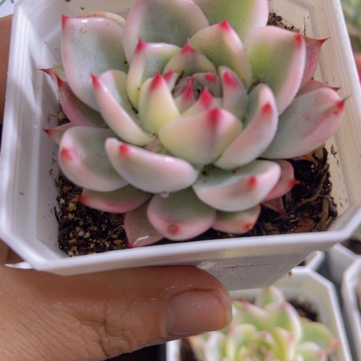 吉娃娃锦多肉植物718