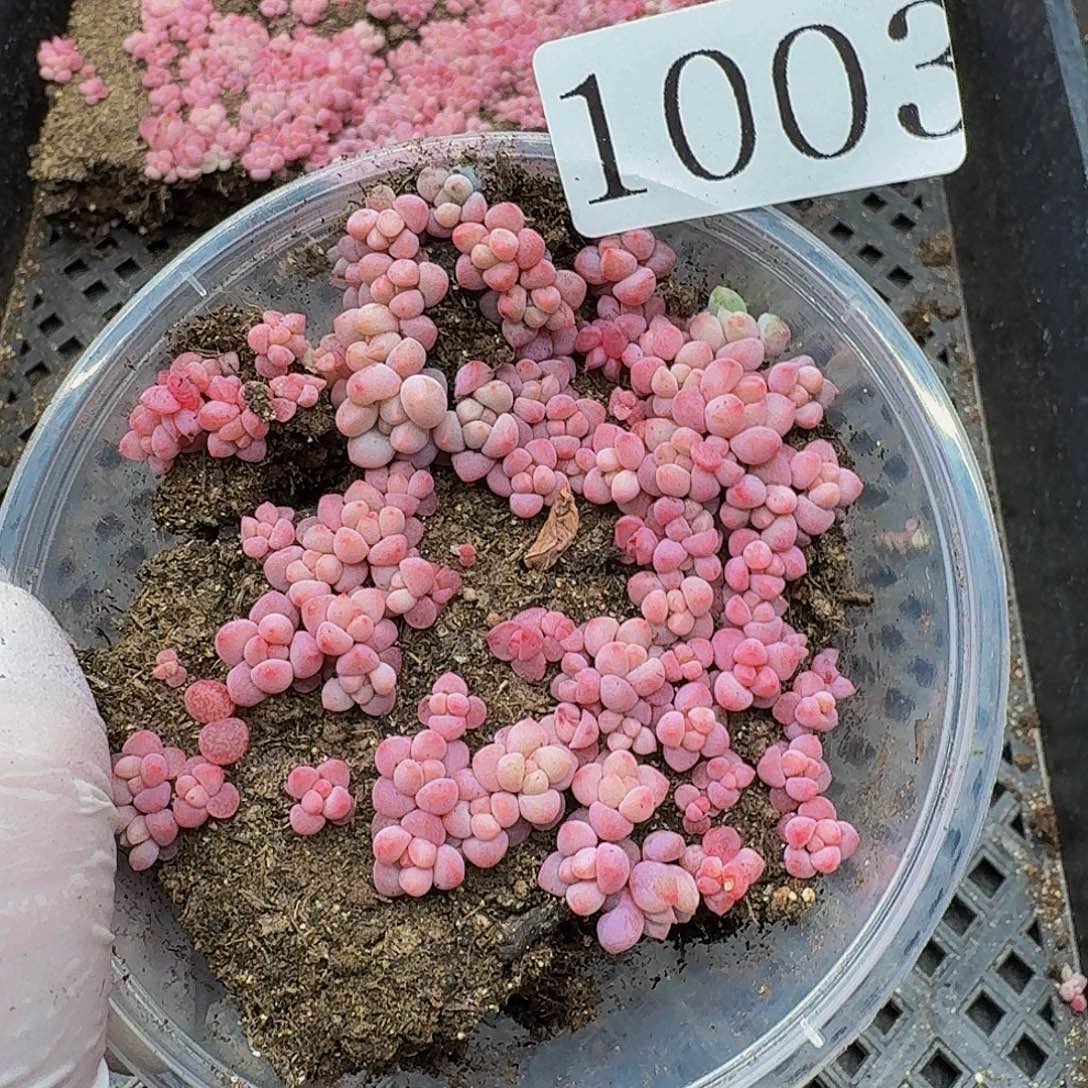 多肉植物多肉植物103