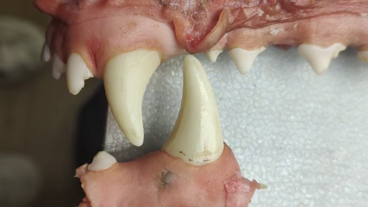 不水煮不漂白直播间一拍一物链接