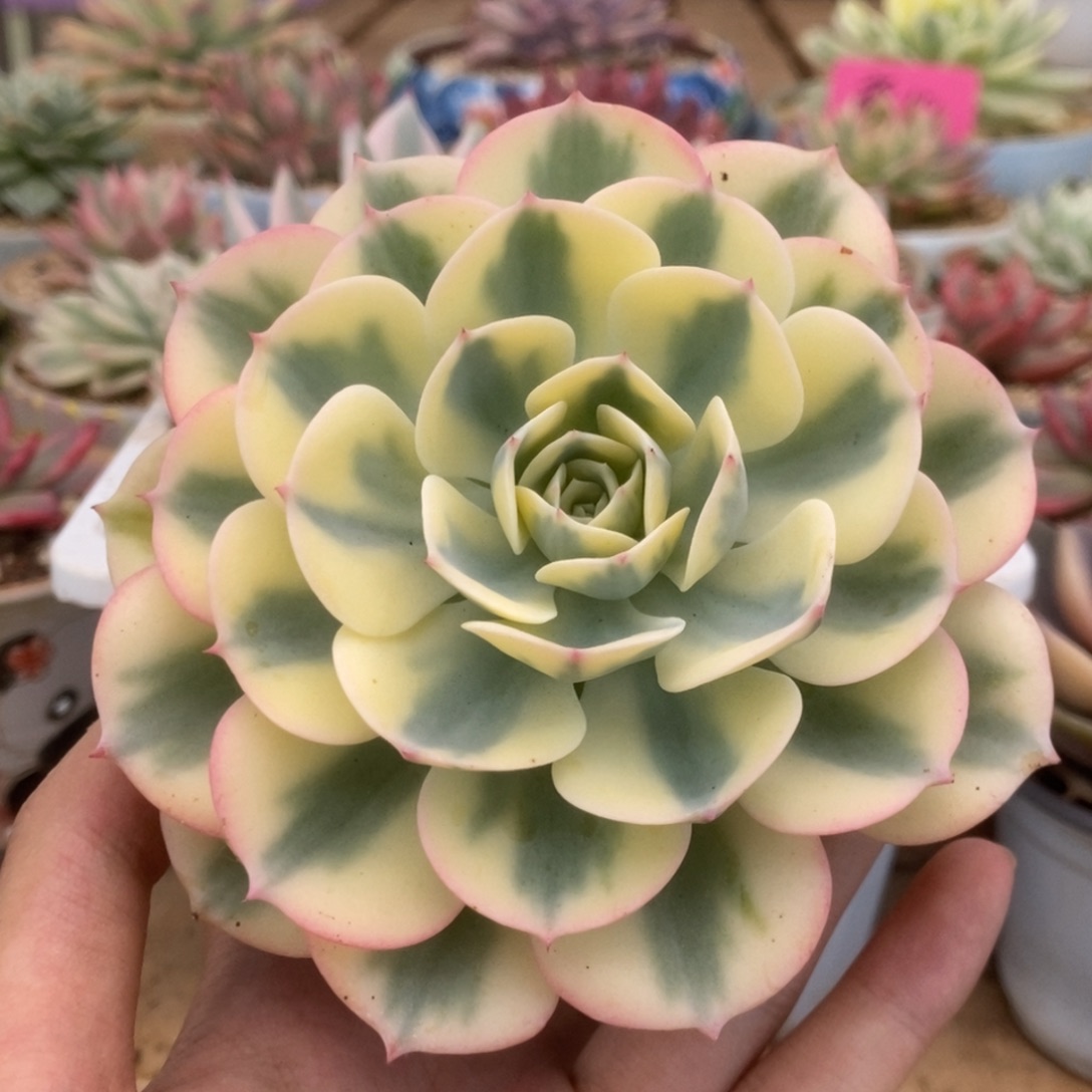 133玉蝶锦锦锦锦锦锦锦