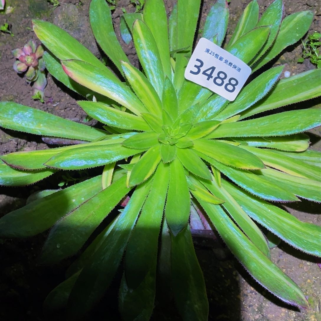 3488孔雀七彩多肉植物