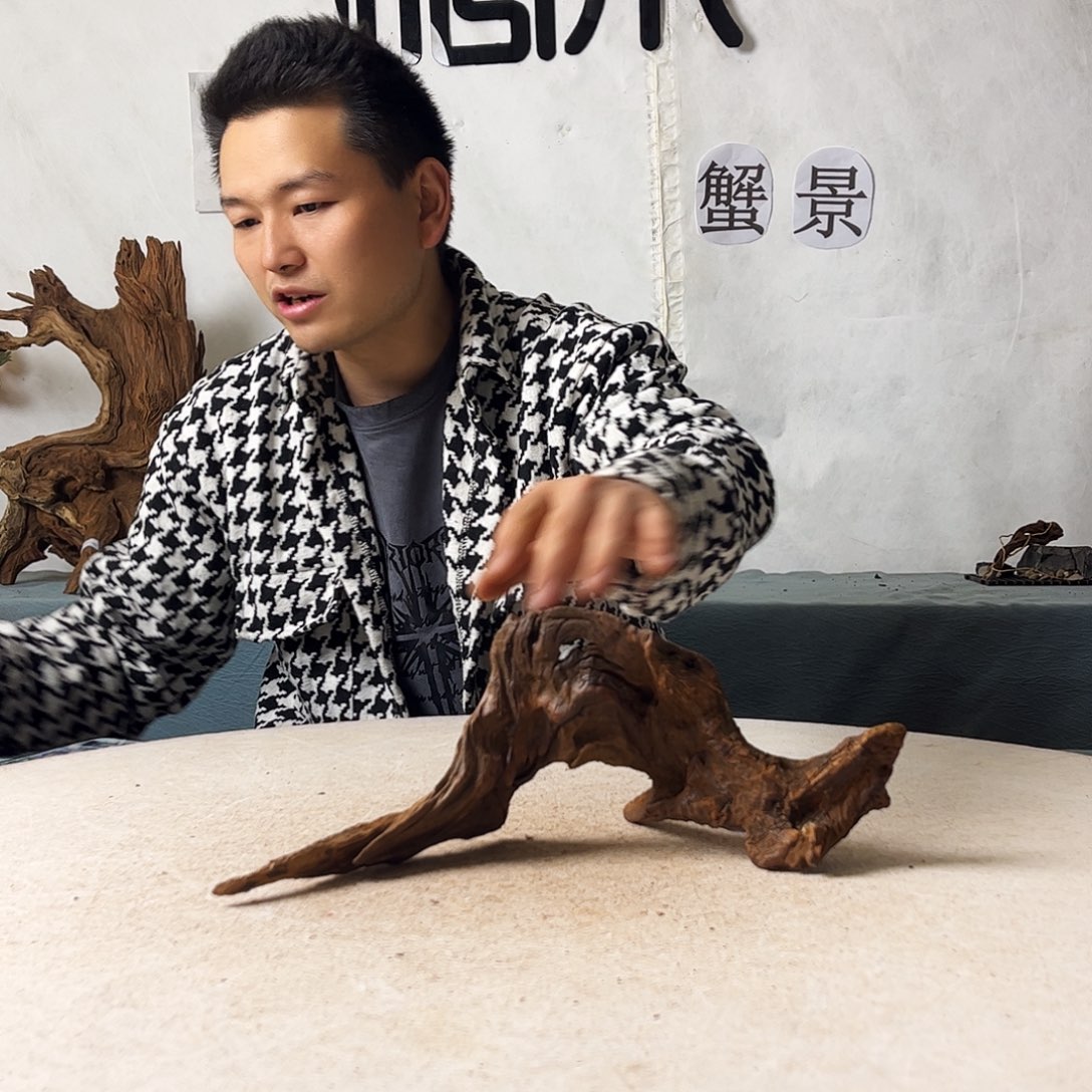 沉木造景爬宠造景