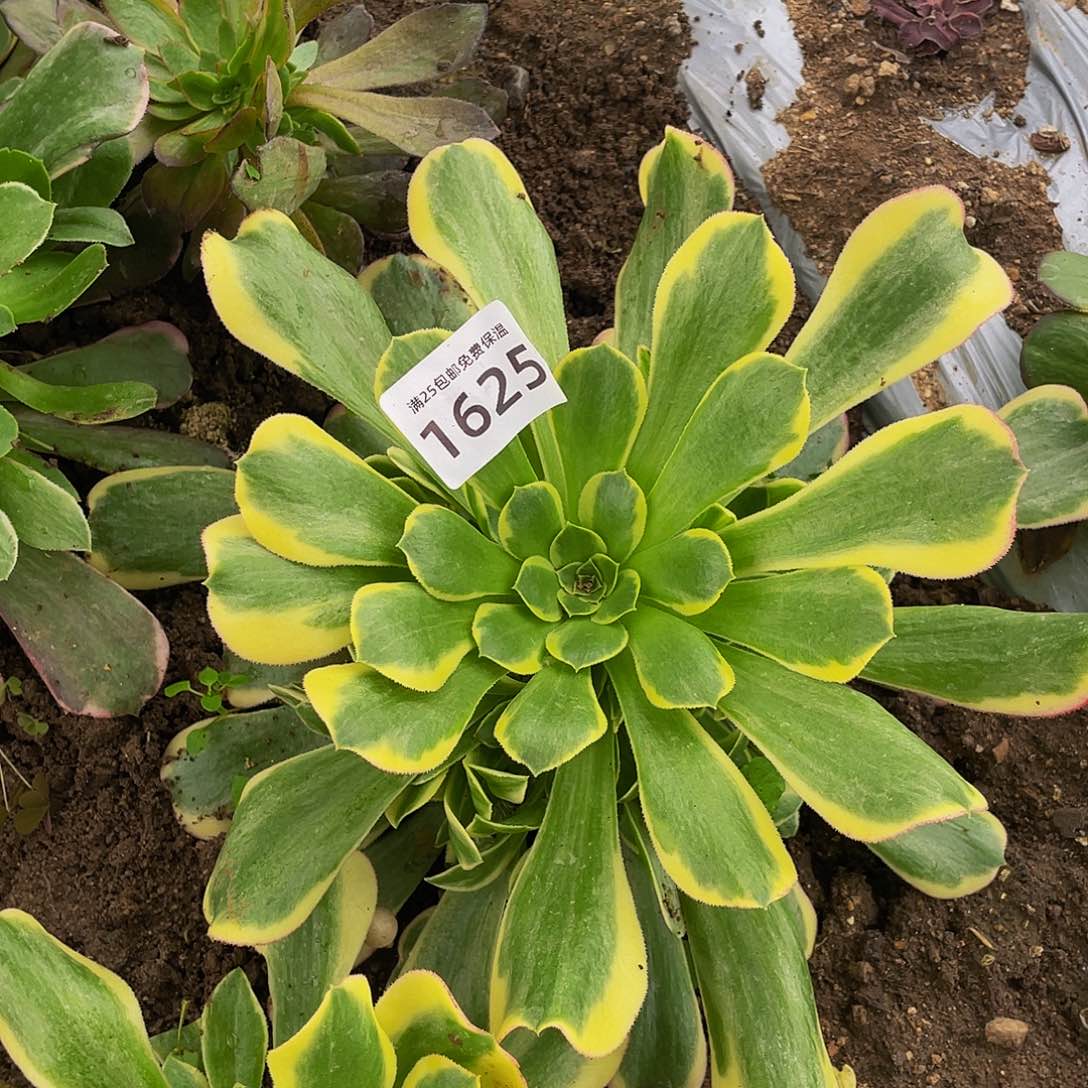 1625特斯拉多肉植物