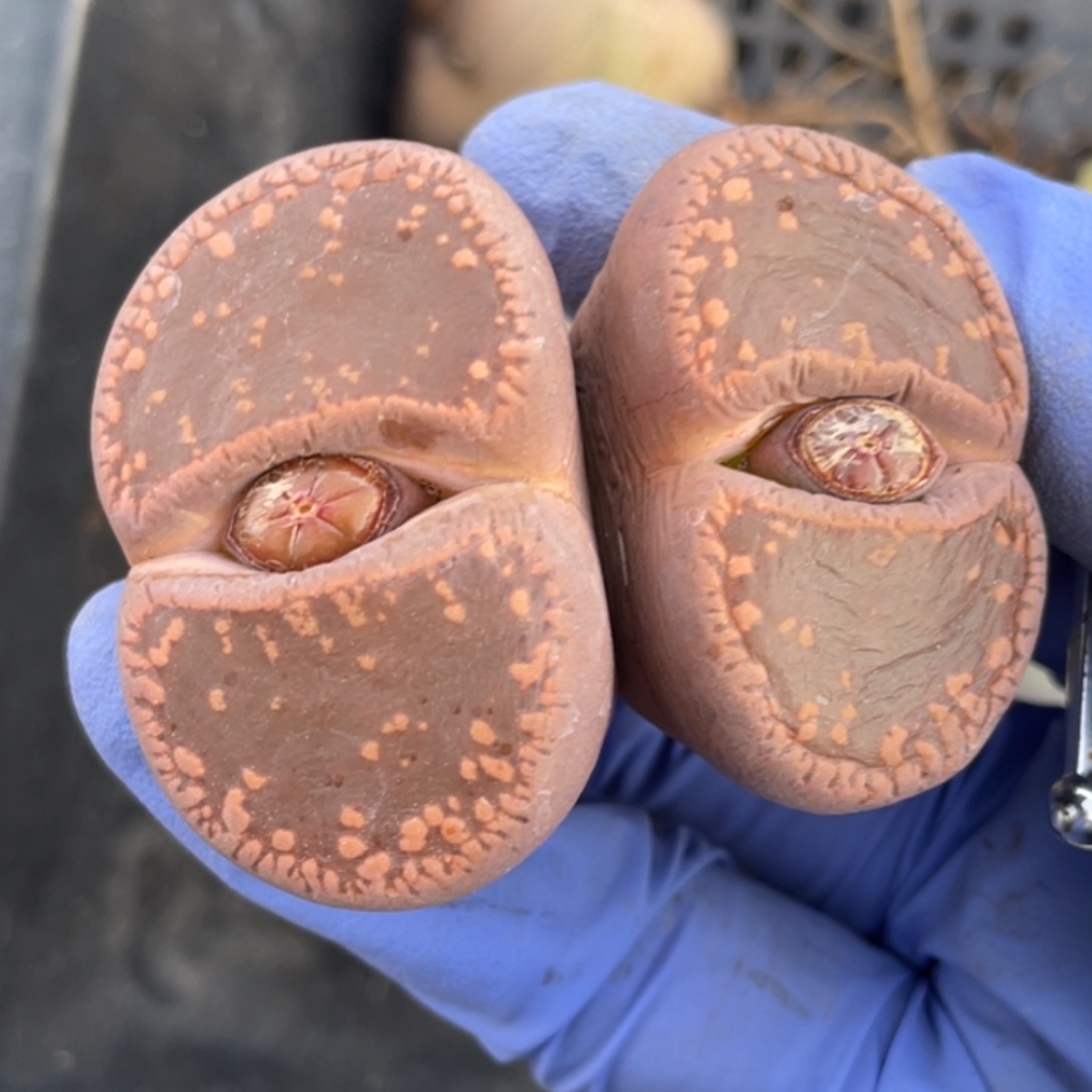 非偏远满20包邮443