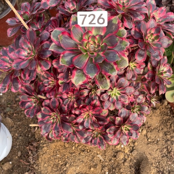 无花朵726香奶奶对肉