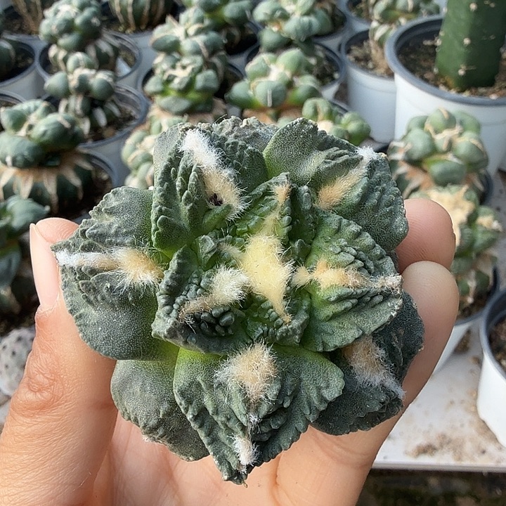 无花朵091龟甲辛顿牡丹