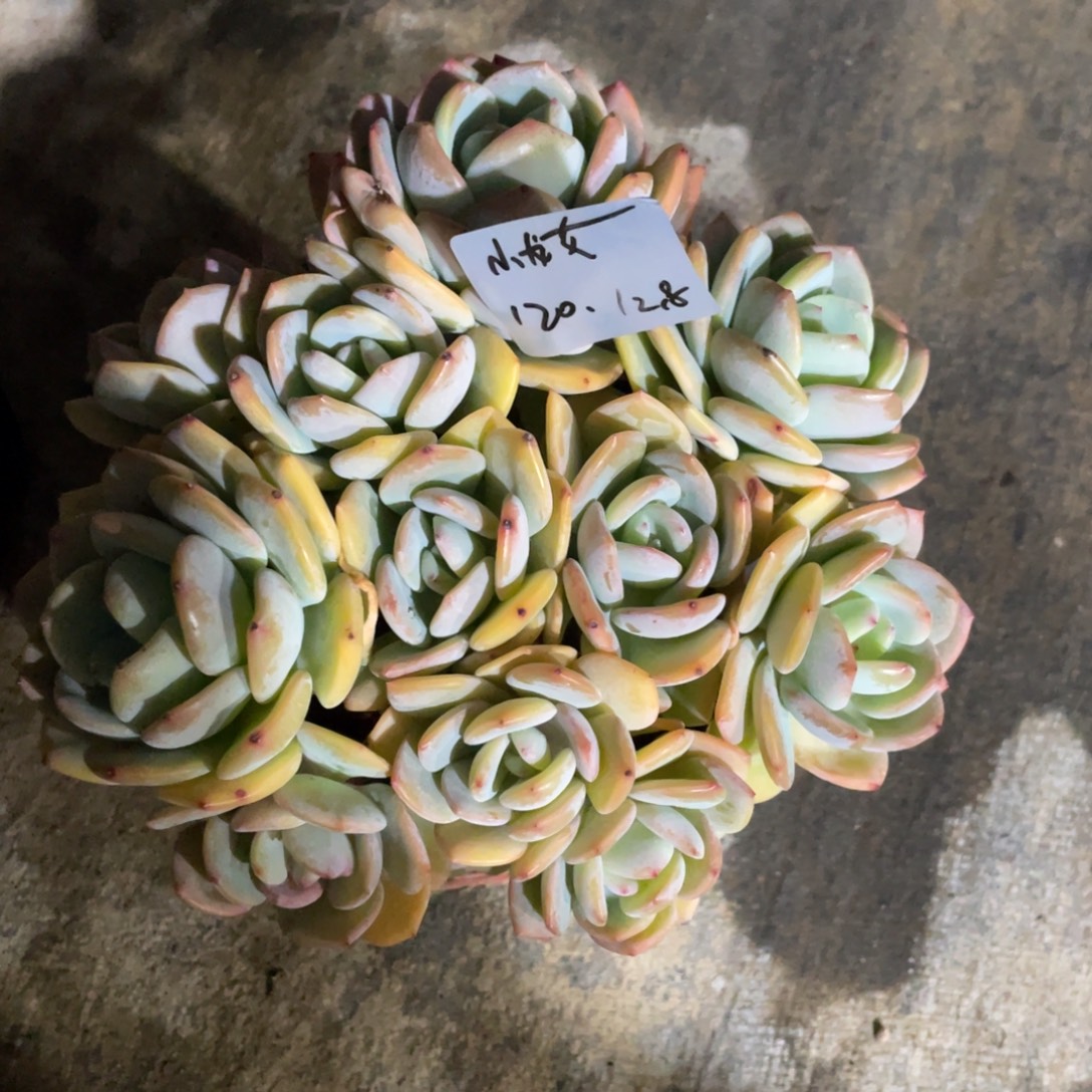 小***@一物一拍中通快递