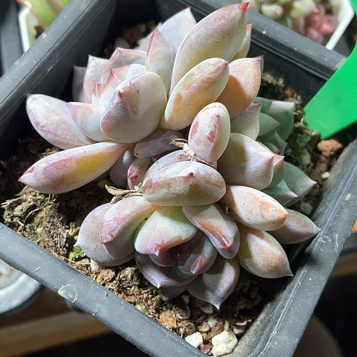 多肉植物石榴籽991