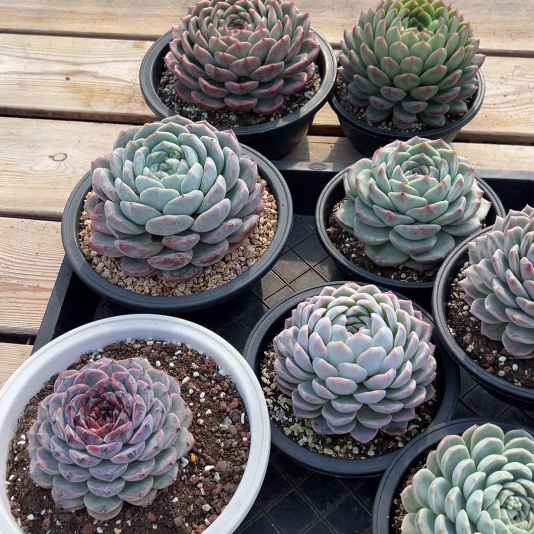 可*?4261一筐8棵肉肉肉肉肉