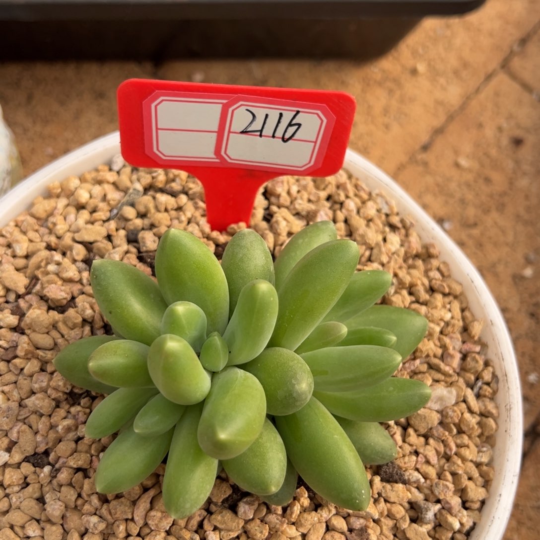 2116。               