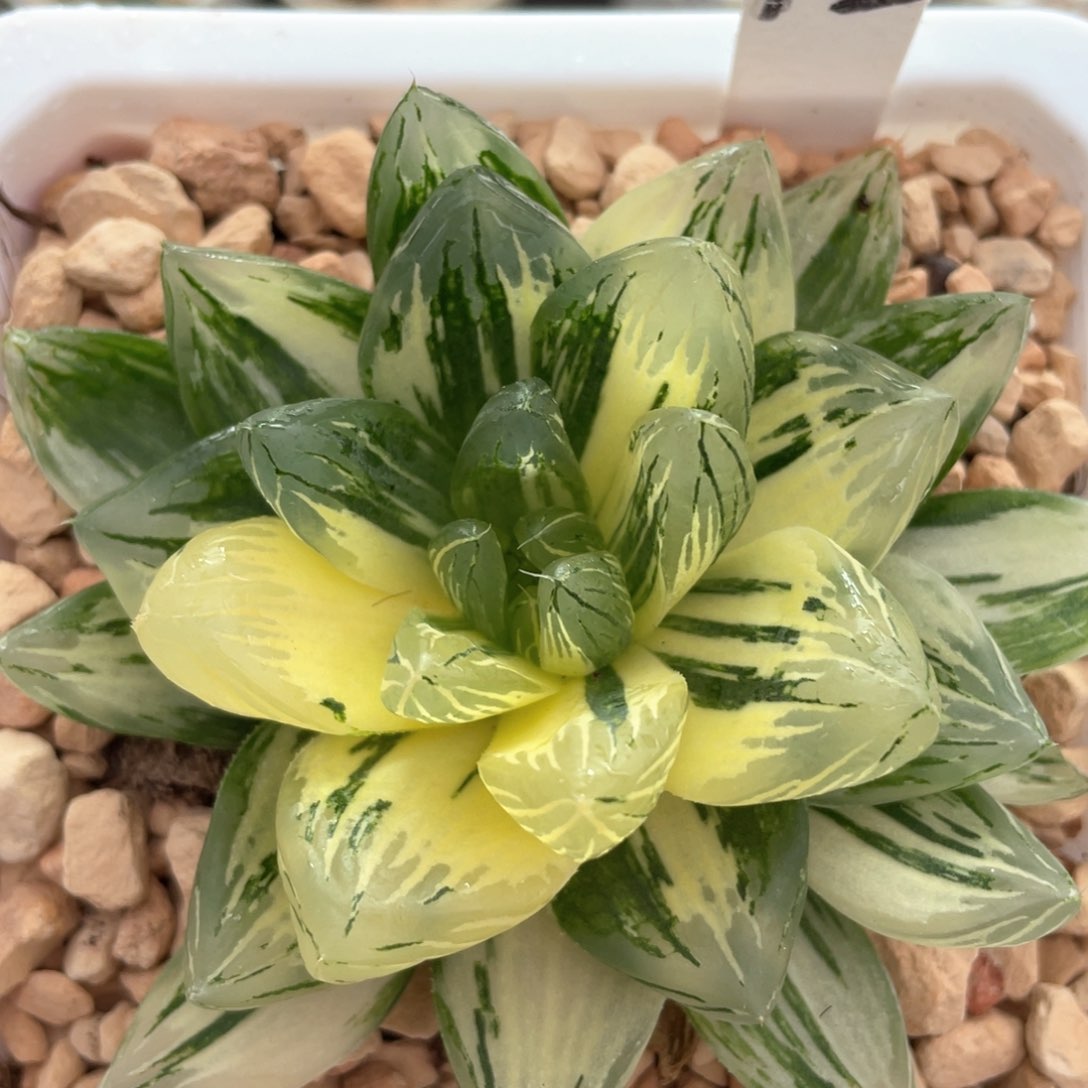 183花火锦。             