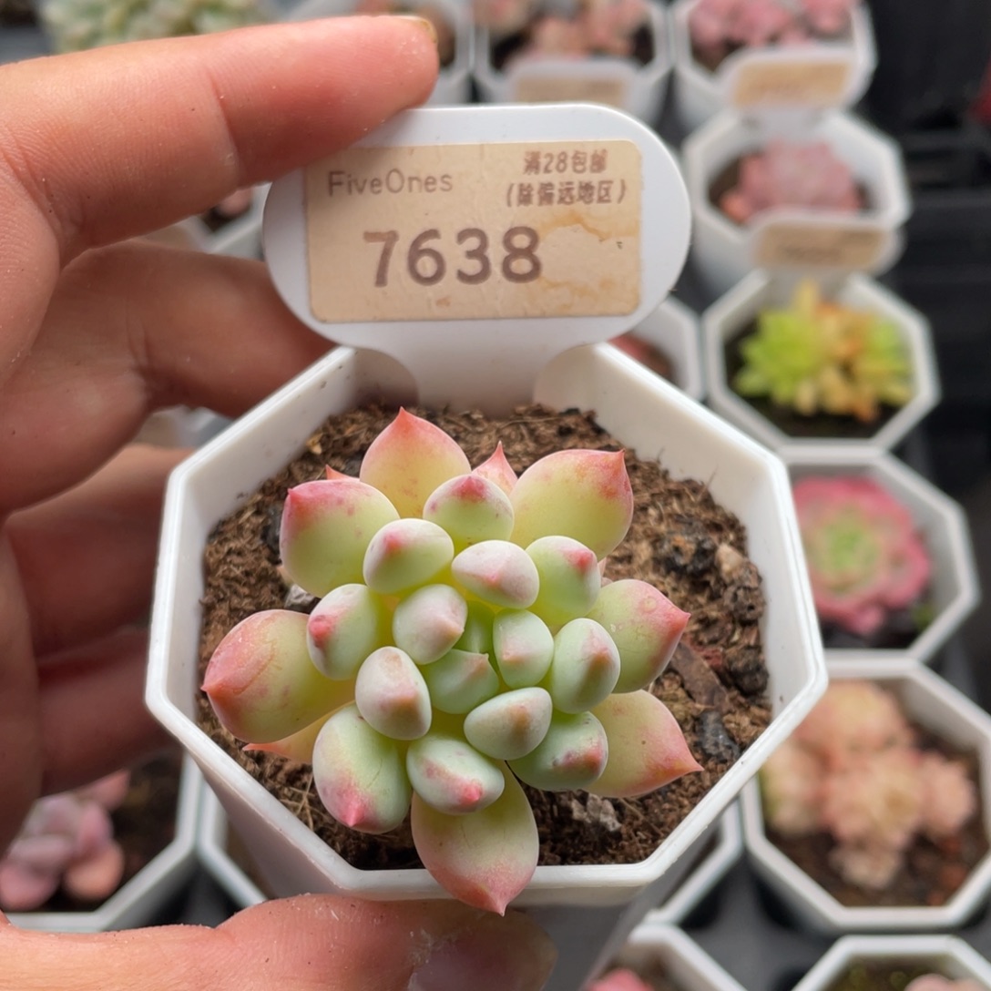 明珠7638-4.5厘米