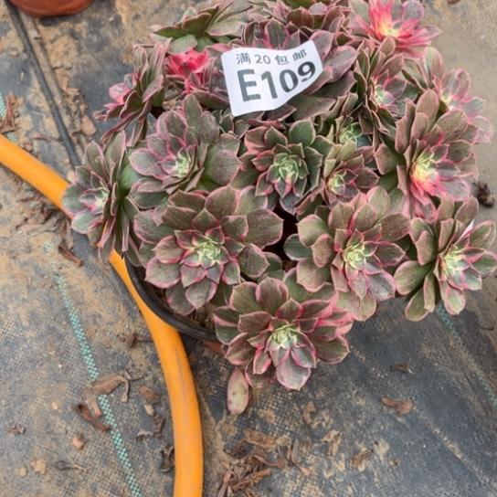 019孔雀翎不包断枝