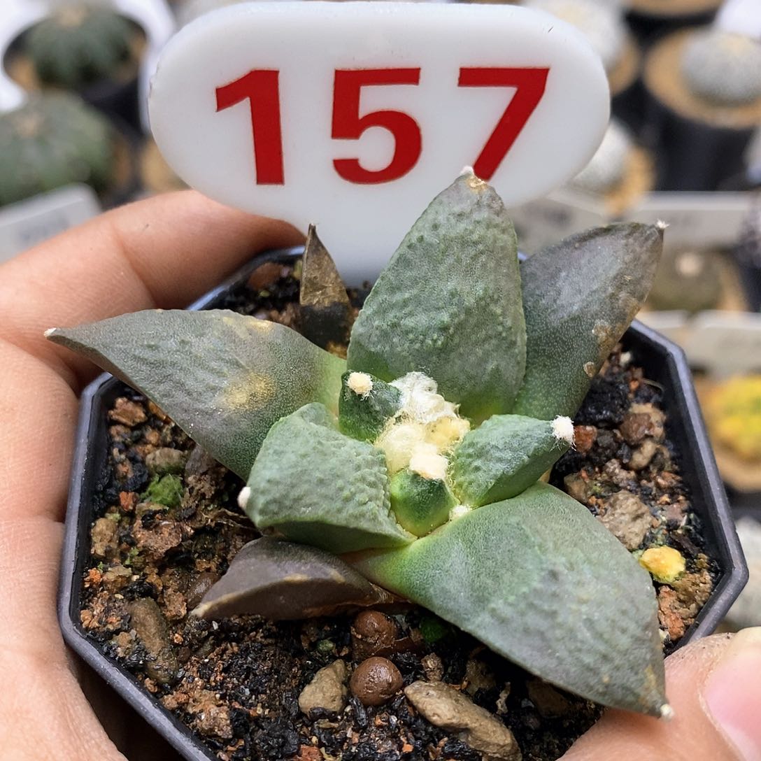 ༄****开播时间周一晚播到