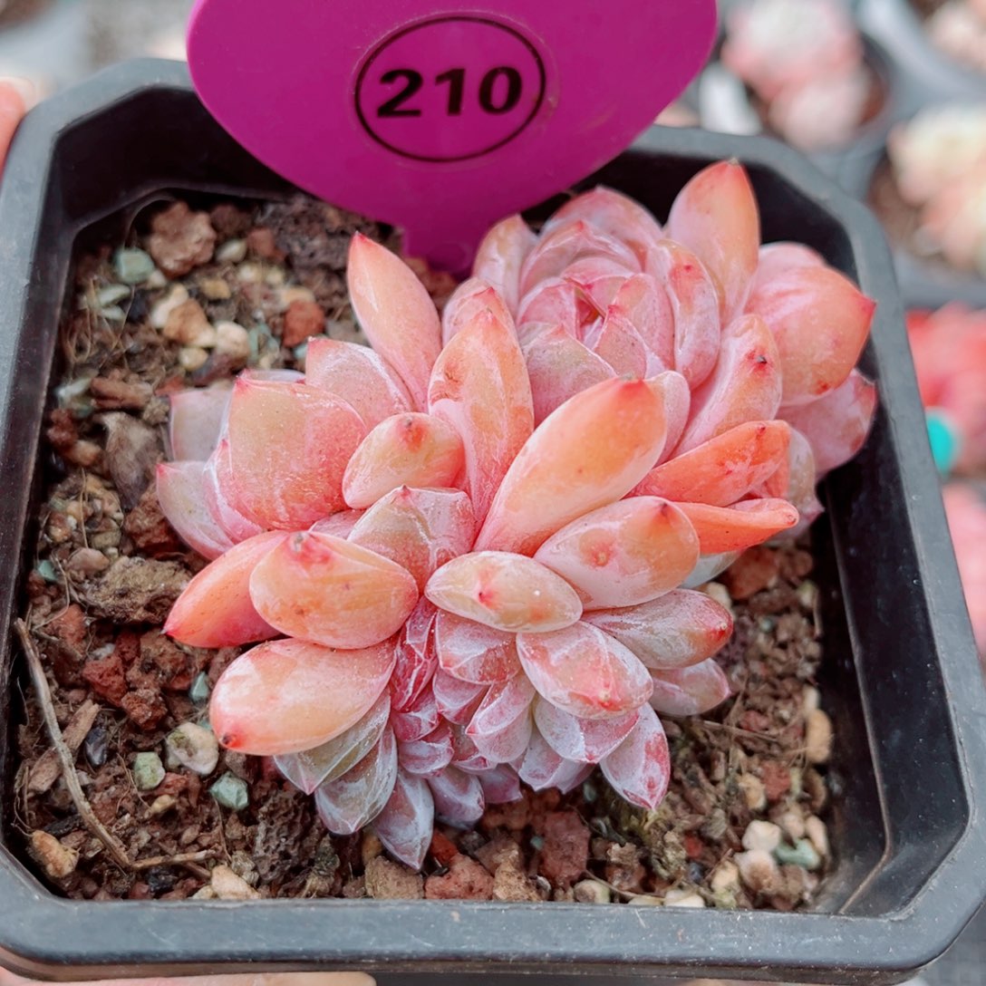 210号小老桩石榴籽星影缀