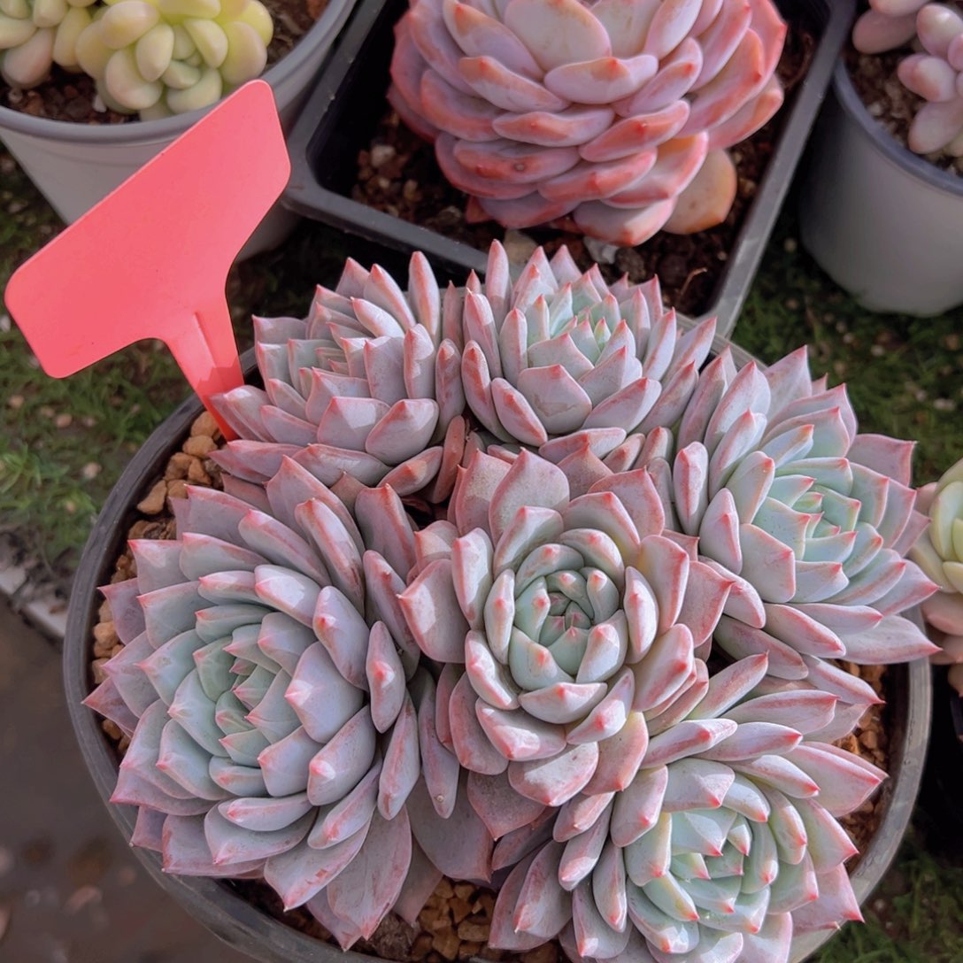 香玉的故事是一个人的故事吗