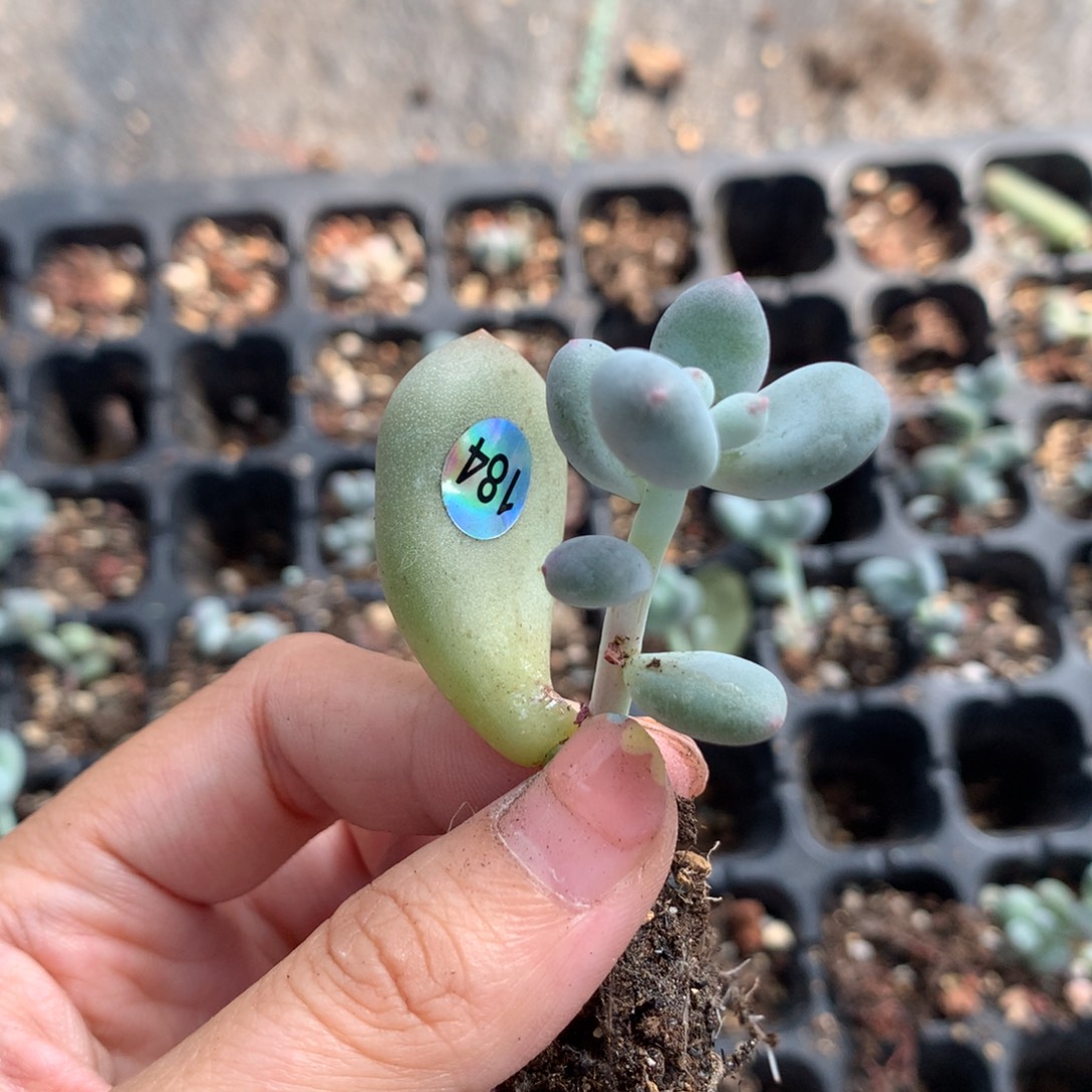 神***良大叶奶了给哈狗和高后给