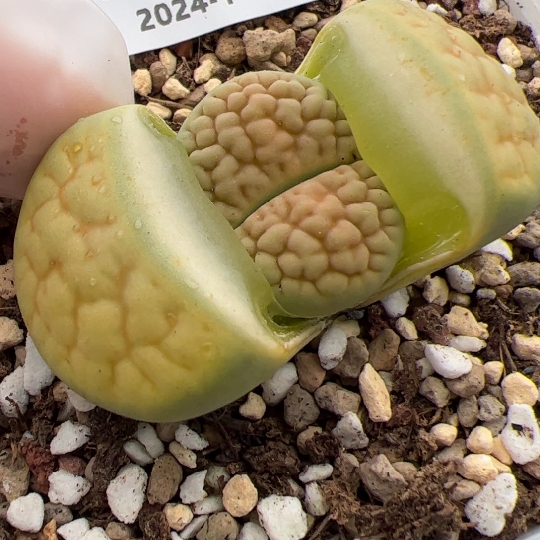 0504号黄绿富贵 多肉植物