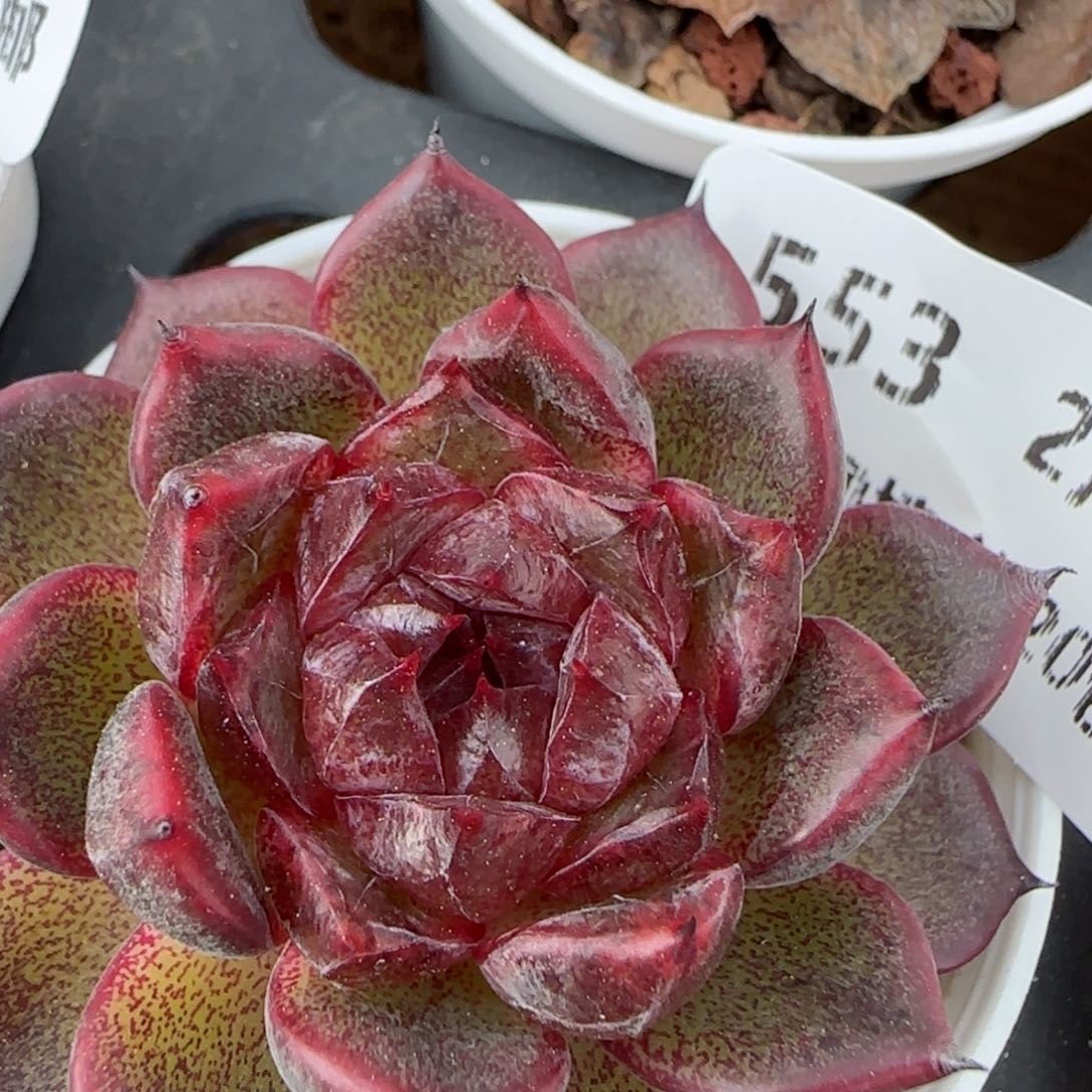 花语逸镜0205-553