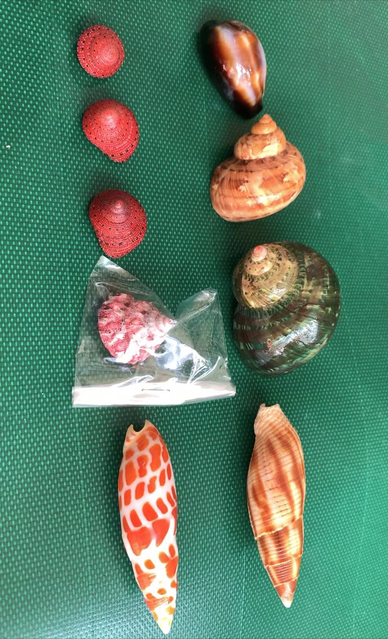 粉丝专拍海螺礼包10个精品海螺