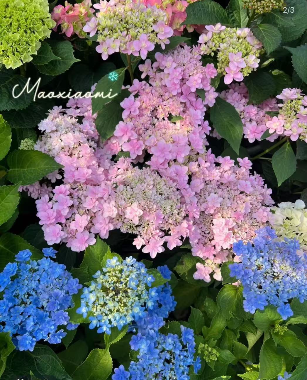 锄禾2【重瓣佳澄】  高品质绣球-- 云南昆明发货  老桩露天苗