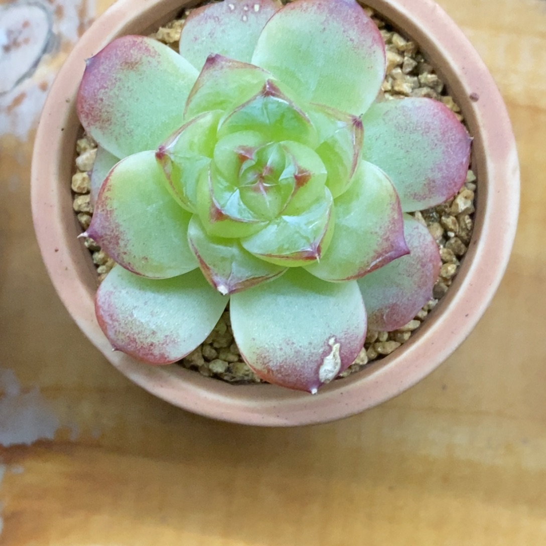 精品多肉一物拍不包整54