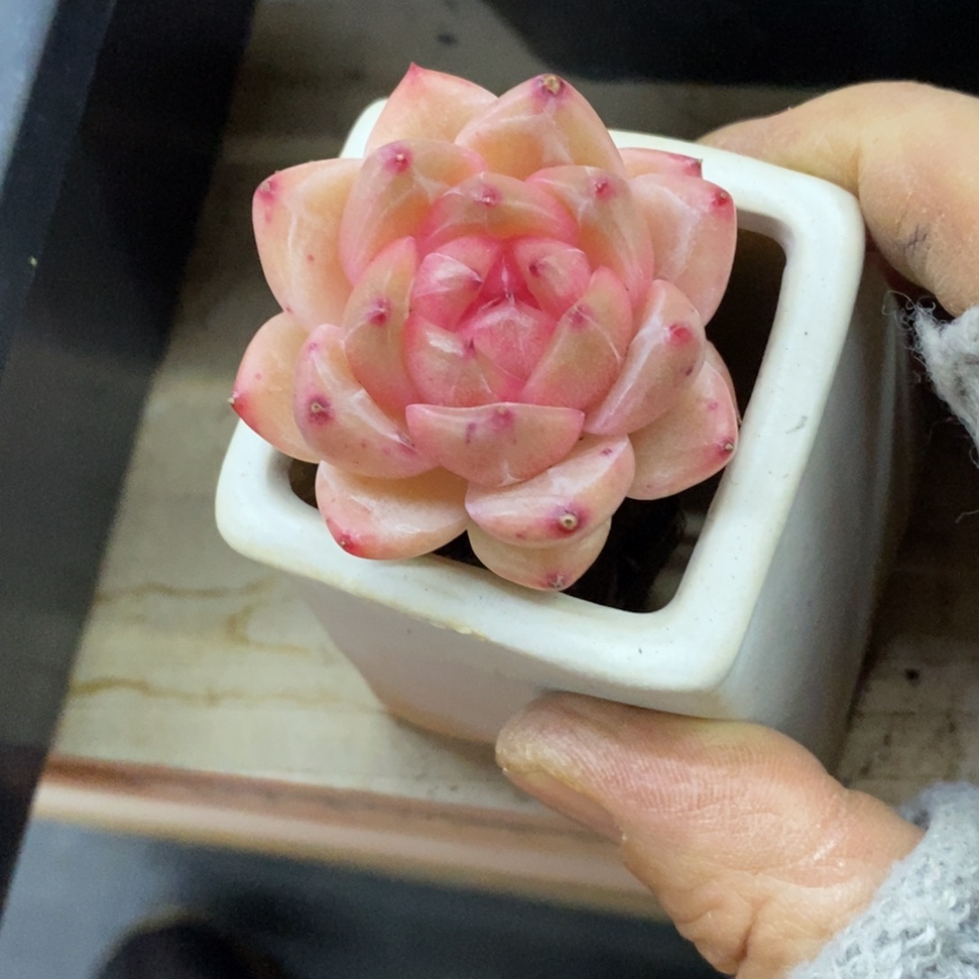 精品多肉一物一拍不包整166