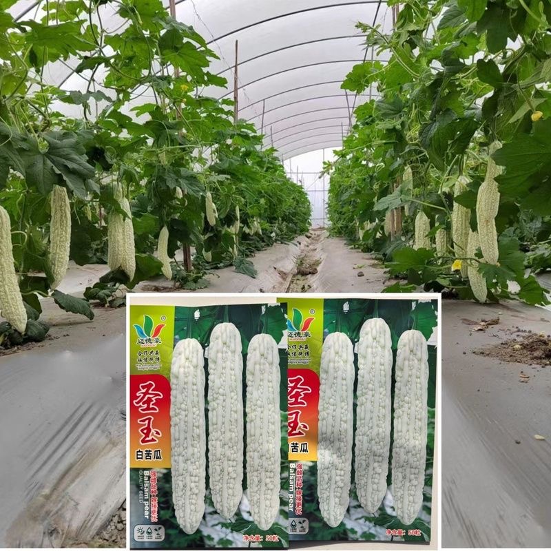 高产苦瓜种子早熟翠绿疙瘩绿白苦瓜种籽春季四季播庭蔬菜种子癞瓜